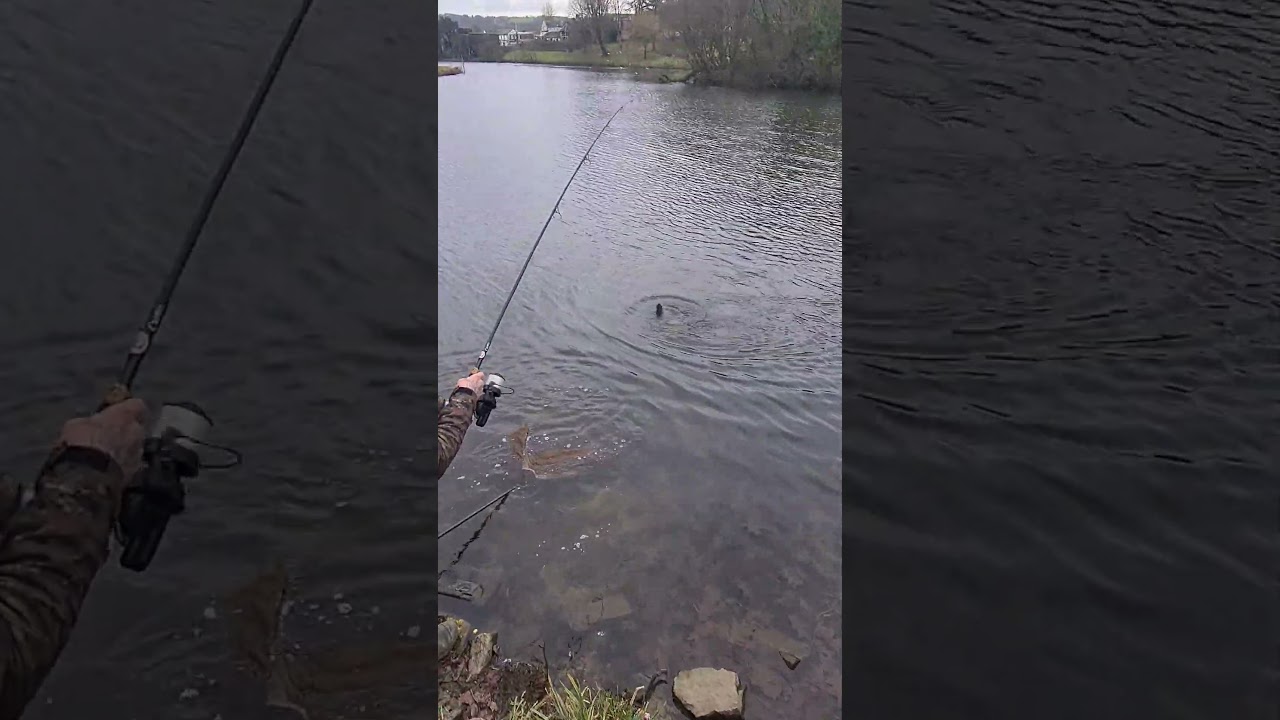 Couple Hours behind the rods #caerphillycastle #probaitsuk #bivvybears #omc #carphunter #carp