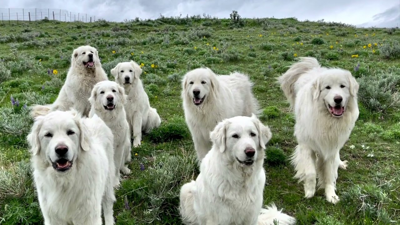 Raising Littermates and Same-Gender Dogs - My Experiences