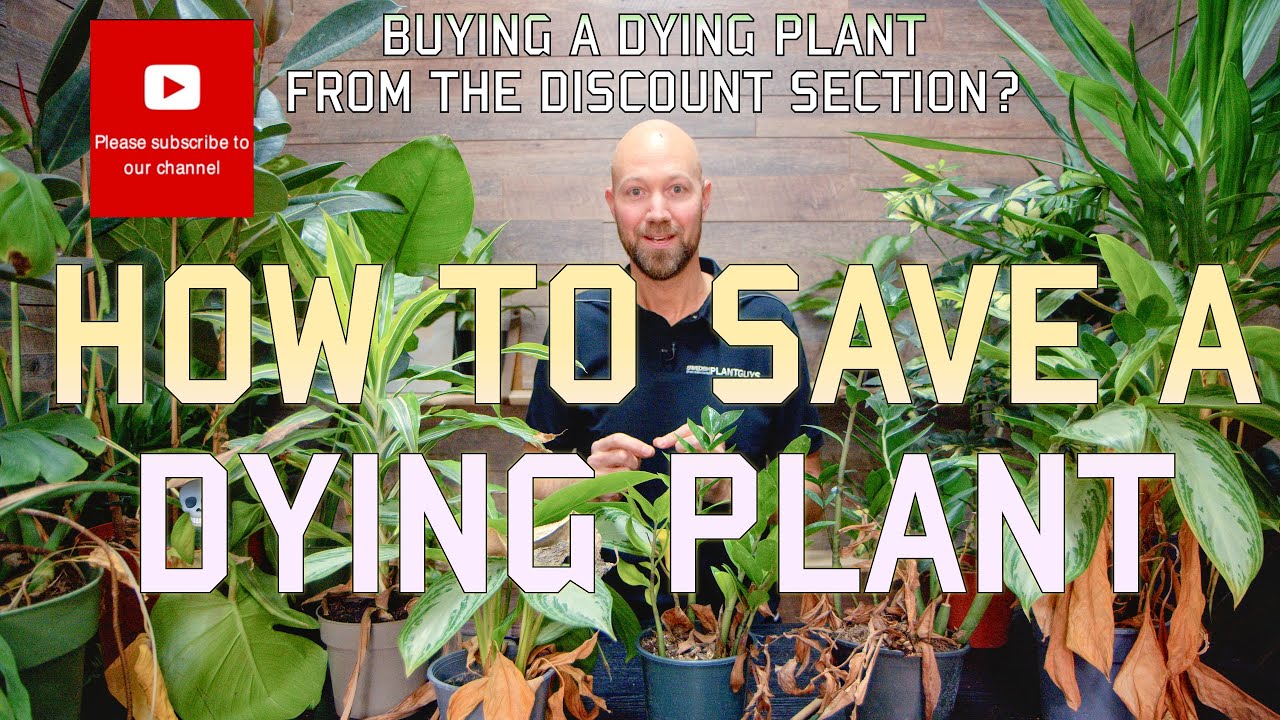 How to save a dying plant 🪴💀🪴