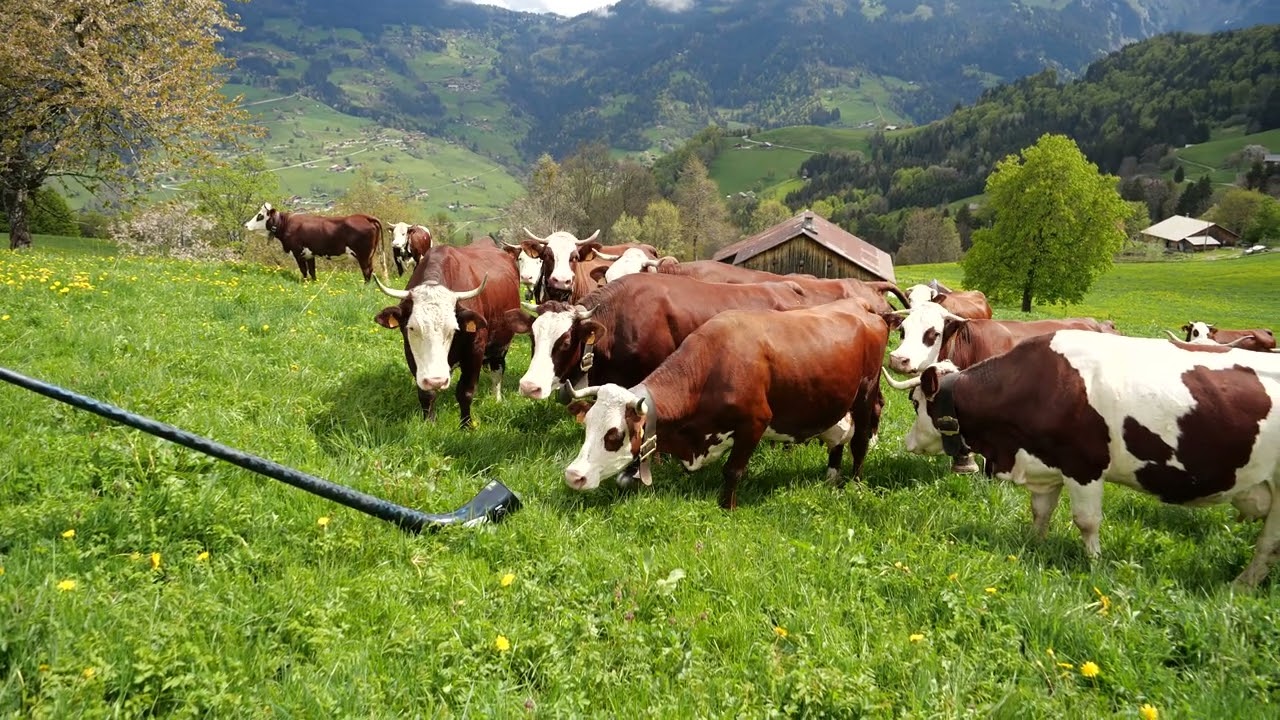 Vaches, cloches et cor des alpes dans l'alpage de Manigod (74)