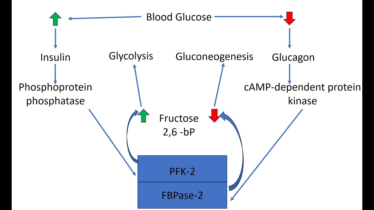 Regulation of glycolysis and gluconeogenesis (Hindi Audio)