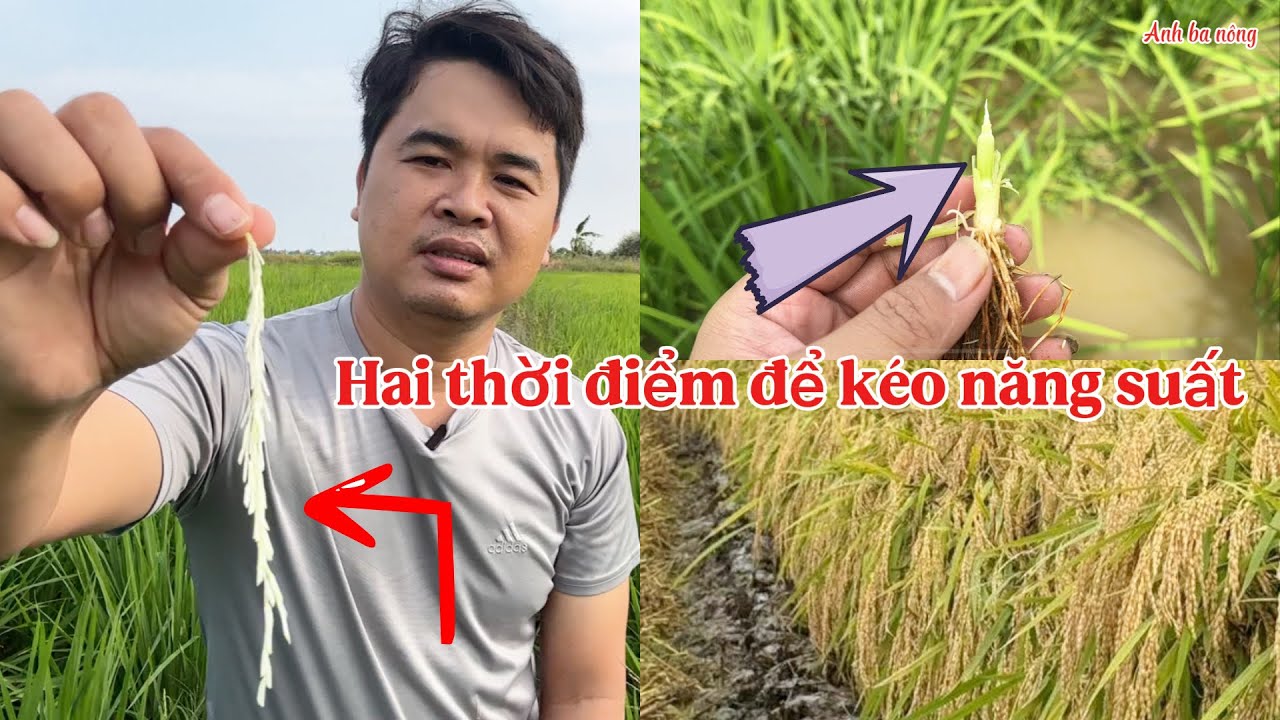 Bón phân hai thời điểm này lúa sẽ tăng năng suất #agriculture @Anhbanông 