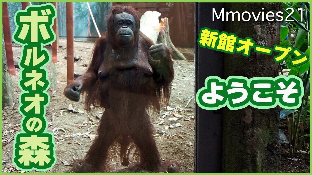 【オランウータンとボルネオの森】立ち上がって見つめるレンボー、レイトは窓から飼育員さん発見〜Bornean Orangutans and New home