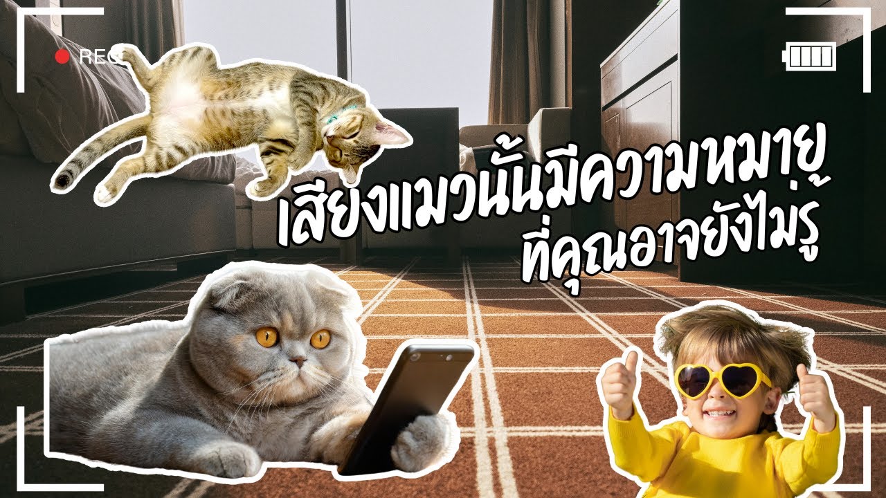 ไขความลับเสียงแต่ละเสียงของน้องแมวของเรา I ที่คุณอาจยังไม่รู้ ?