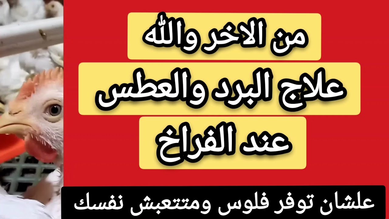 اسرع علاج للبرد والعطس للفراخ البيضه/علاج من الاخر هيقضي علي البرد للفراخ البيضاء/تربية دجاج العرب