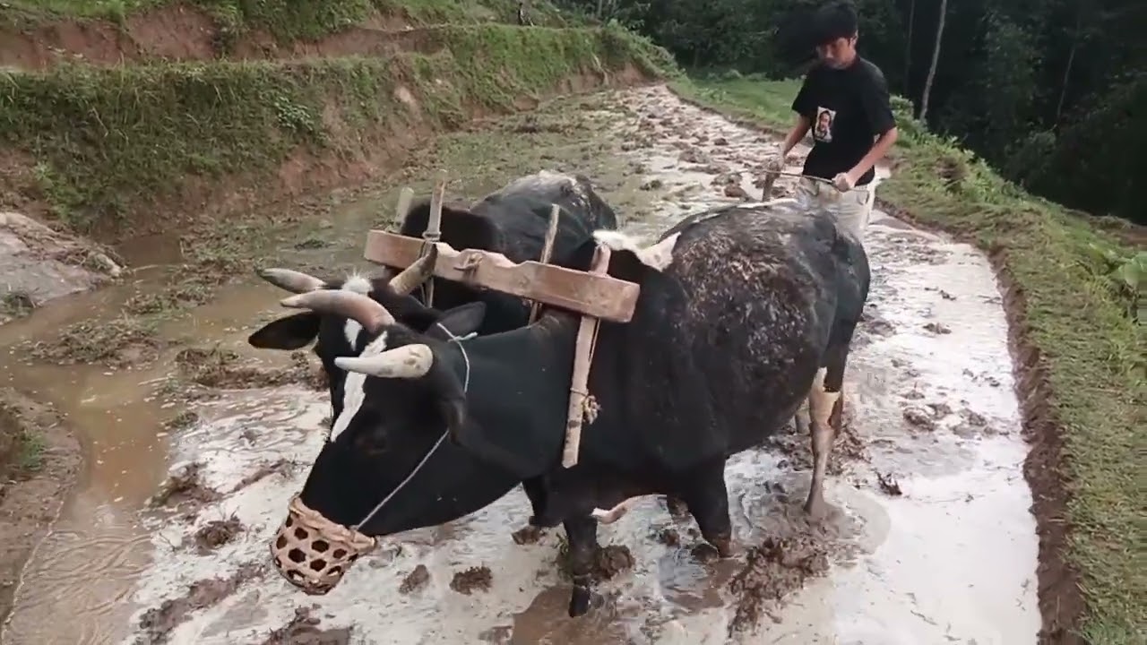 असार 15 मा हामिचाही रोपाइ सुरुगरियो