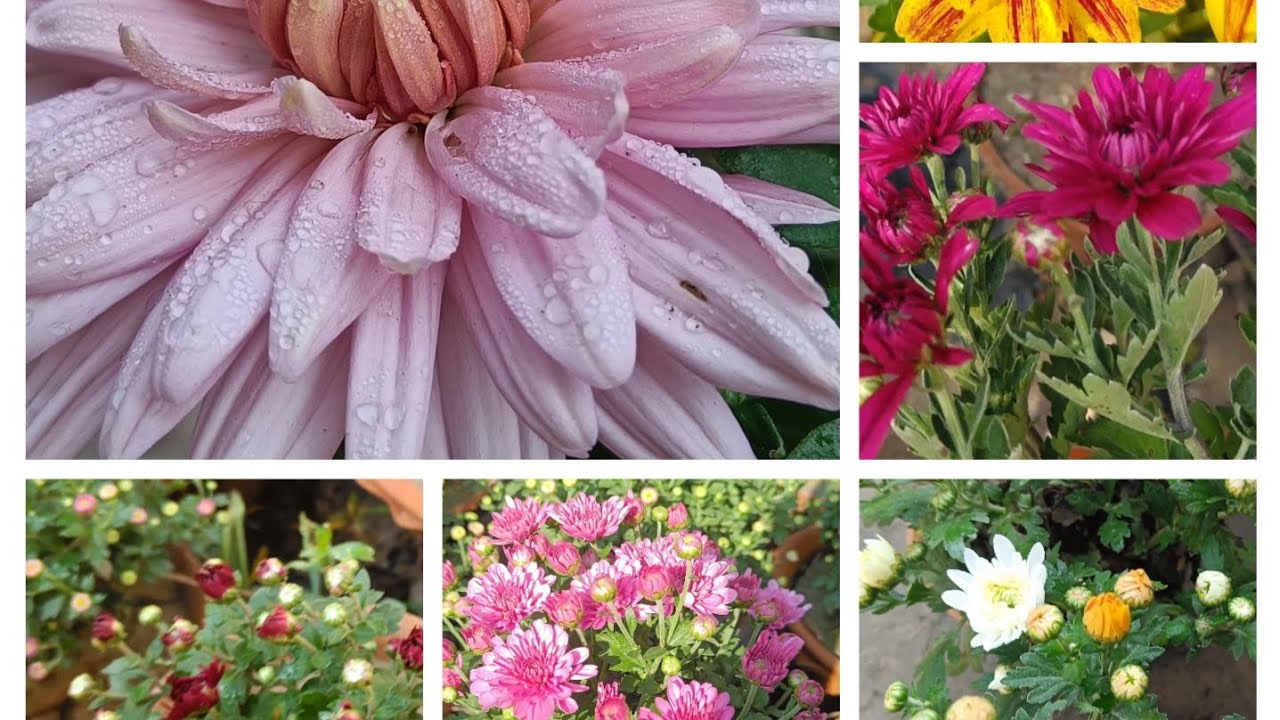 🌸🌿GORGEOUS CANDRAMOLIKA MY HOME🌿🌸 GARDEN ||HOME GARDENING||#youtubevideo #ytvideo#@PriyankaMaity-t4n