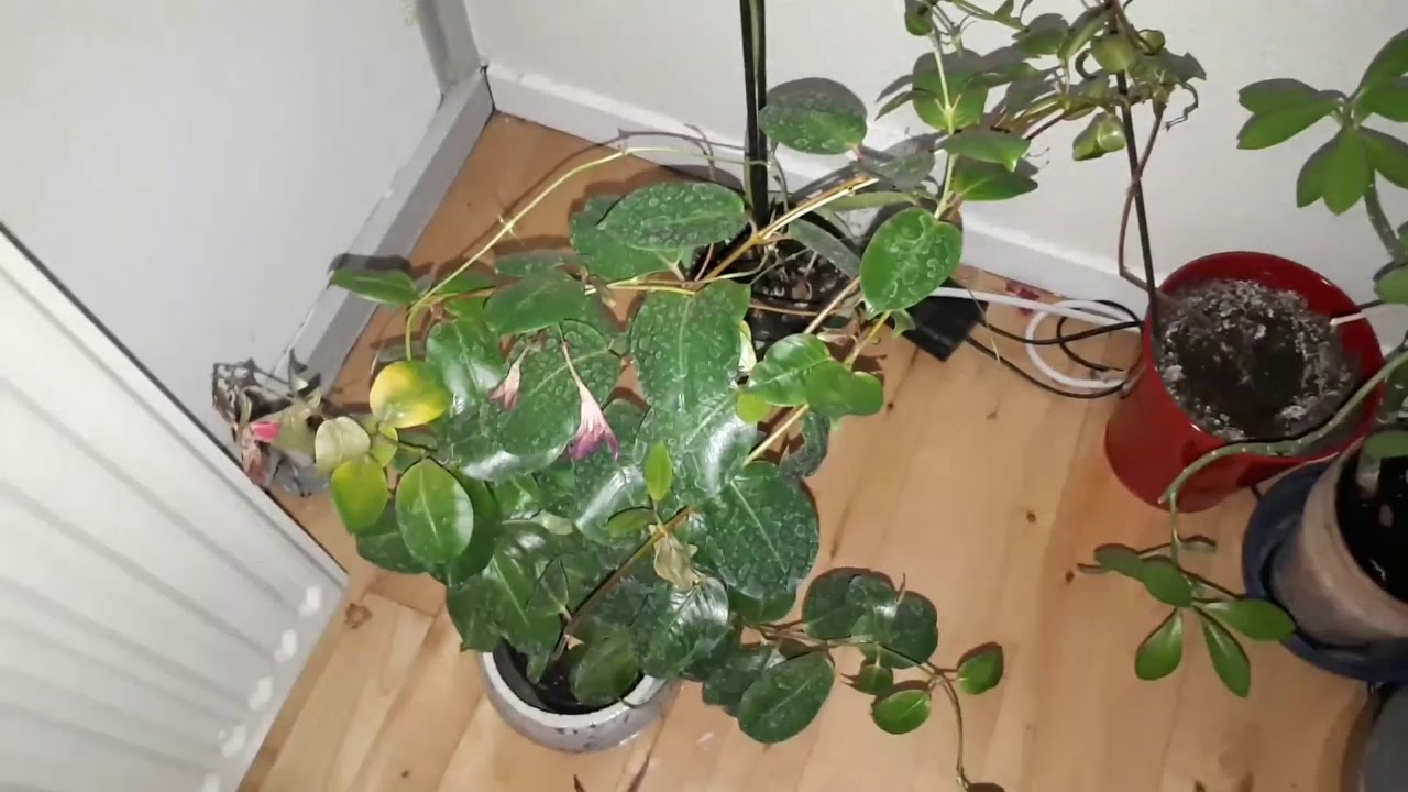 MY 100+ PLANT TOUR! Rare Plants? Monstera! Philodendron! Scindapsus! Hoya! ROOM TOUR! PLANT HAUL!!!