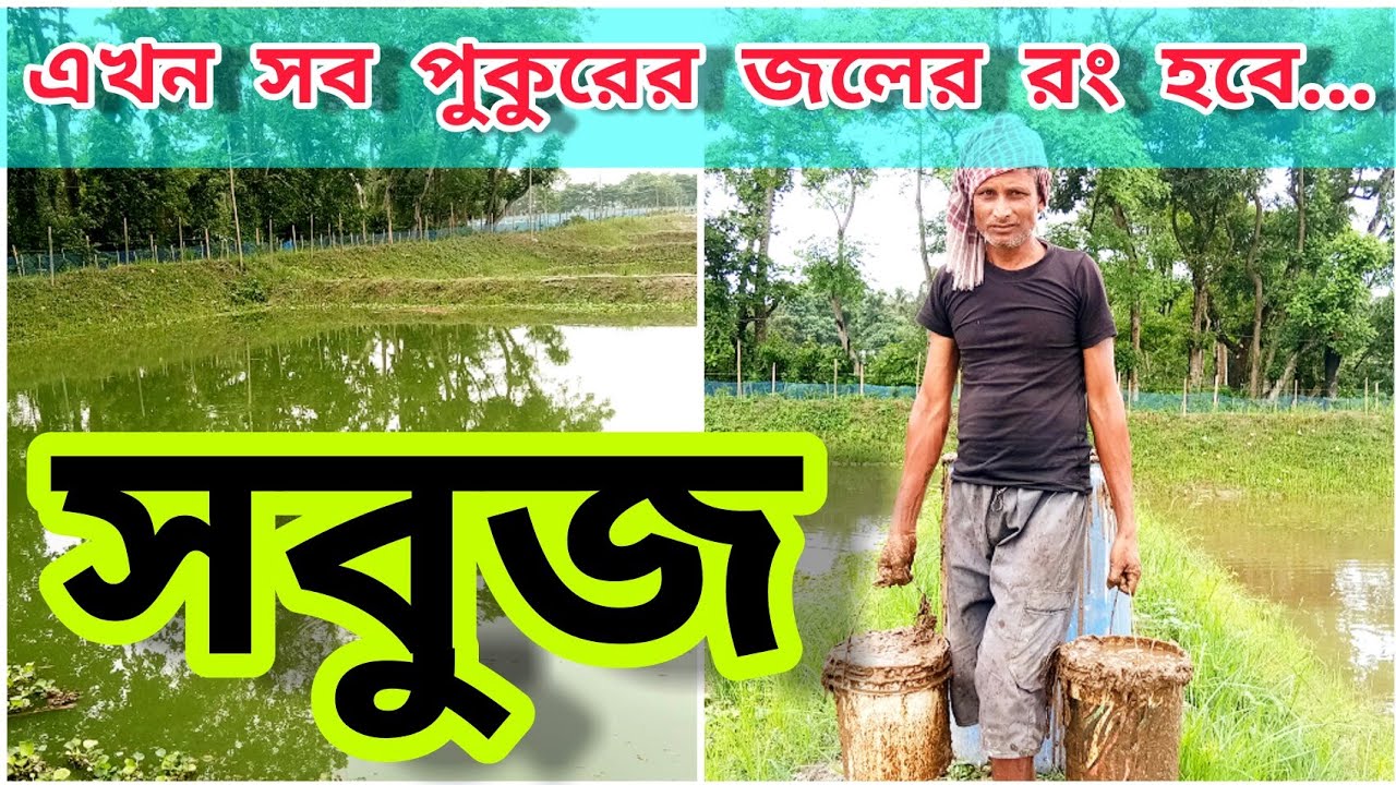 পুকুরের জলের রং সবুজ করার পদ্ধতি ( Production of Phytoplankton in Pond ) সরাসরি AM Aqua Farm থেকে