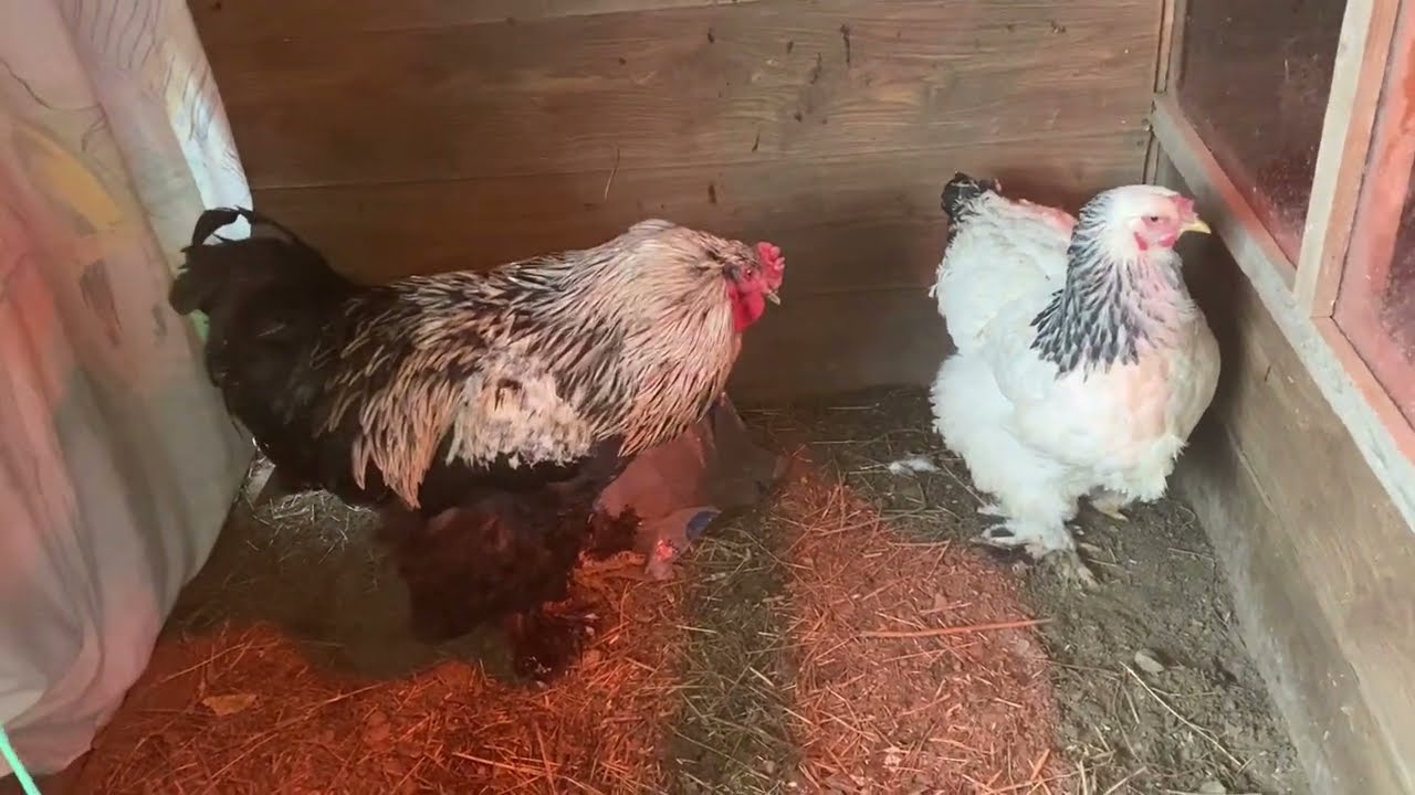 Все правда, о курах брама 😍