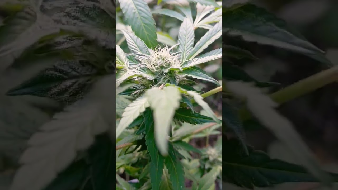 True Sativa