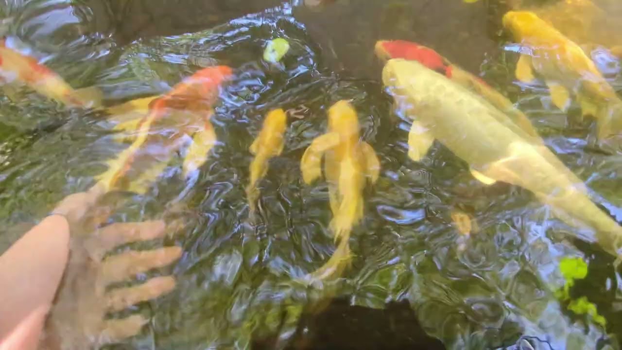 Peaceful Zen Garden Koi Fish for Relaxation