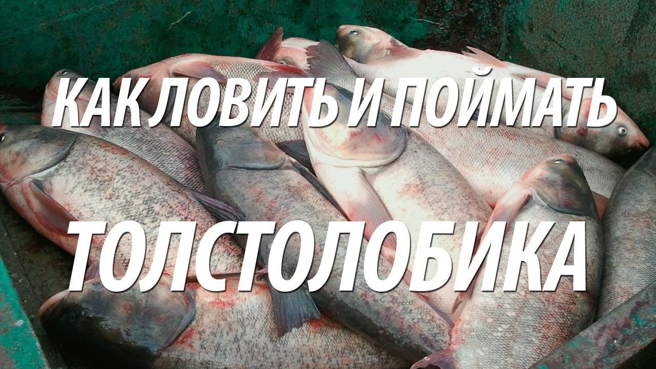 КАК ЛОВИТЬ И ПОЙМАТЬ ТОЛСТОЛОБИКА. РЫБА ТОЛСТОЛОБИК НА ТЕХНОПЛАНКТОН
