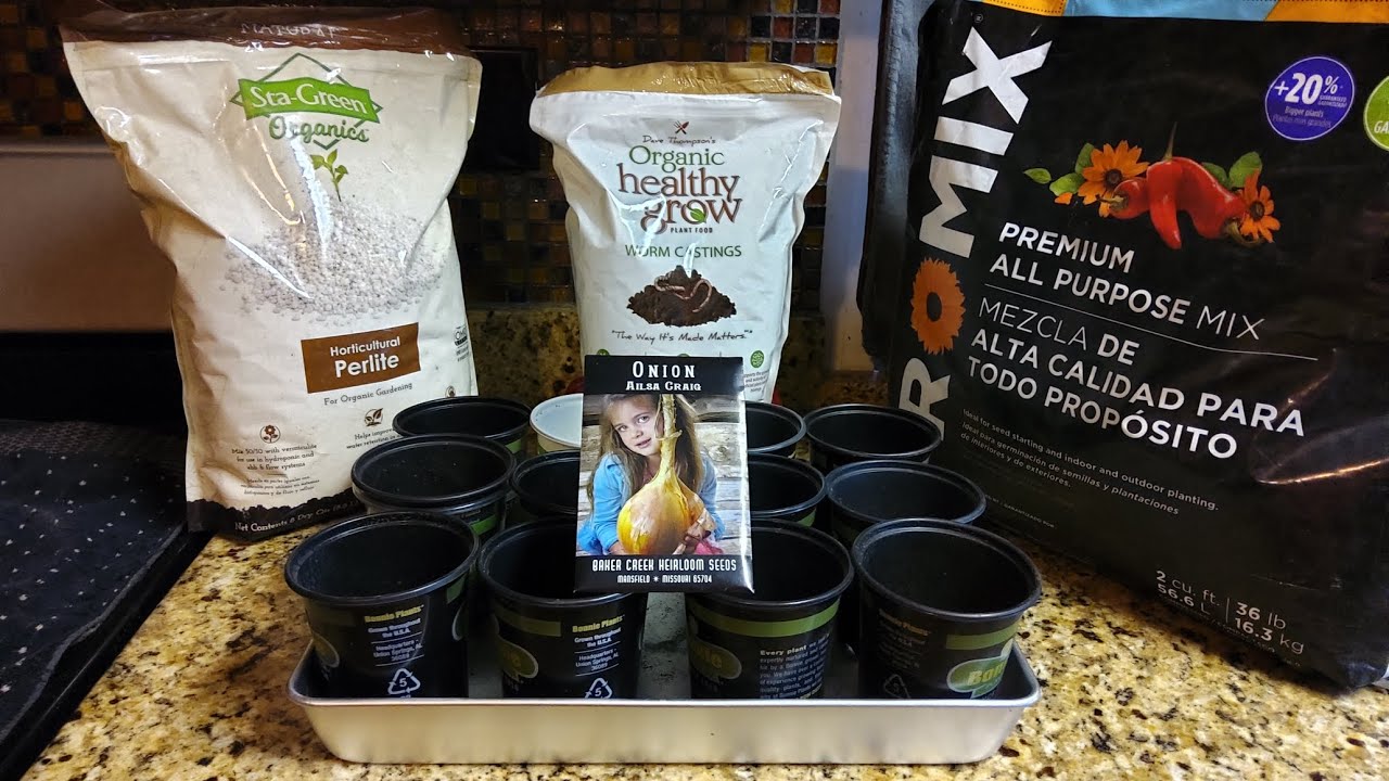 Planting Our Ailsa Craig Giant Onion Seeds 1/1/24