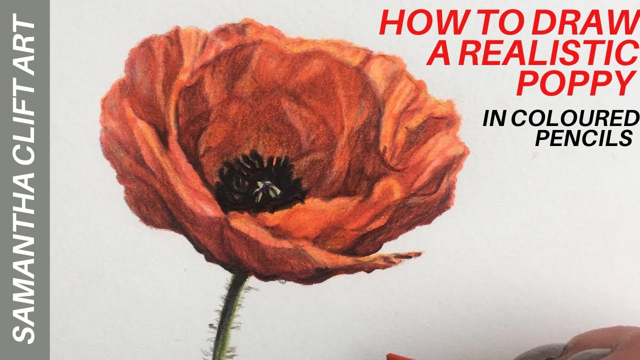 How to draw a realistic poppy in coloured pencils