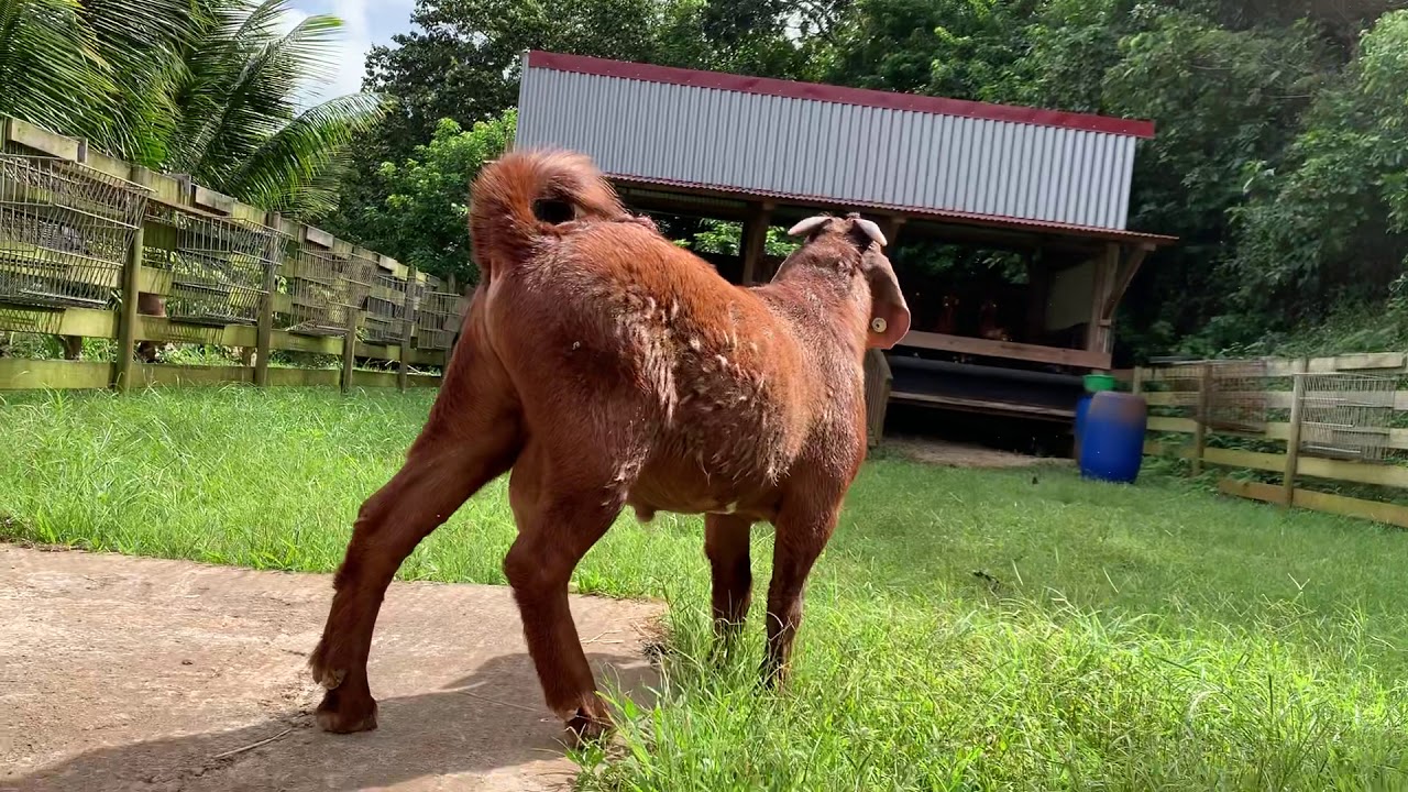 Kalahari Red Boer Goat : Big Food 6 months