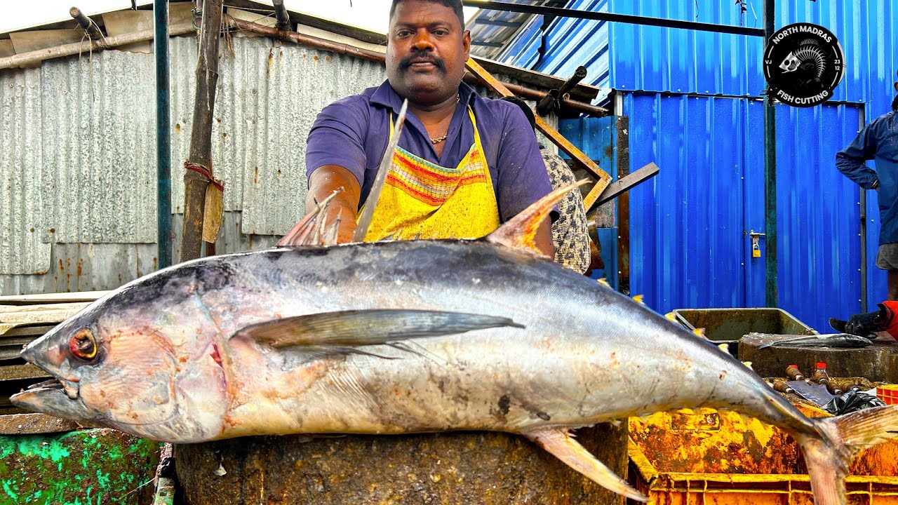 KASIMEDU 🔥SPEED SELVAM | TUNA FISH 🐟 MASS CUTTING SKILLS | N M FISH CUTTING 🔪