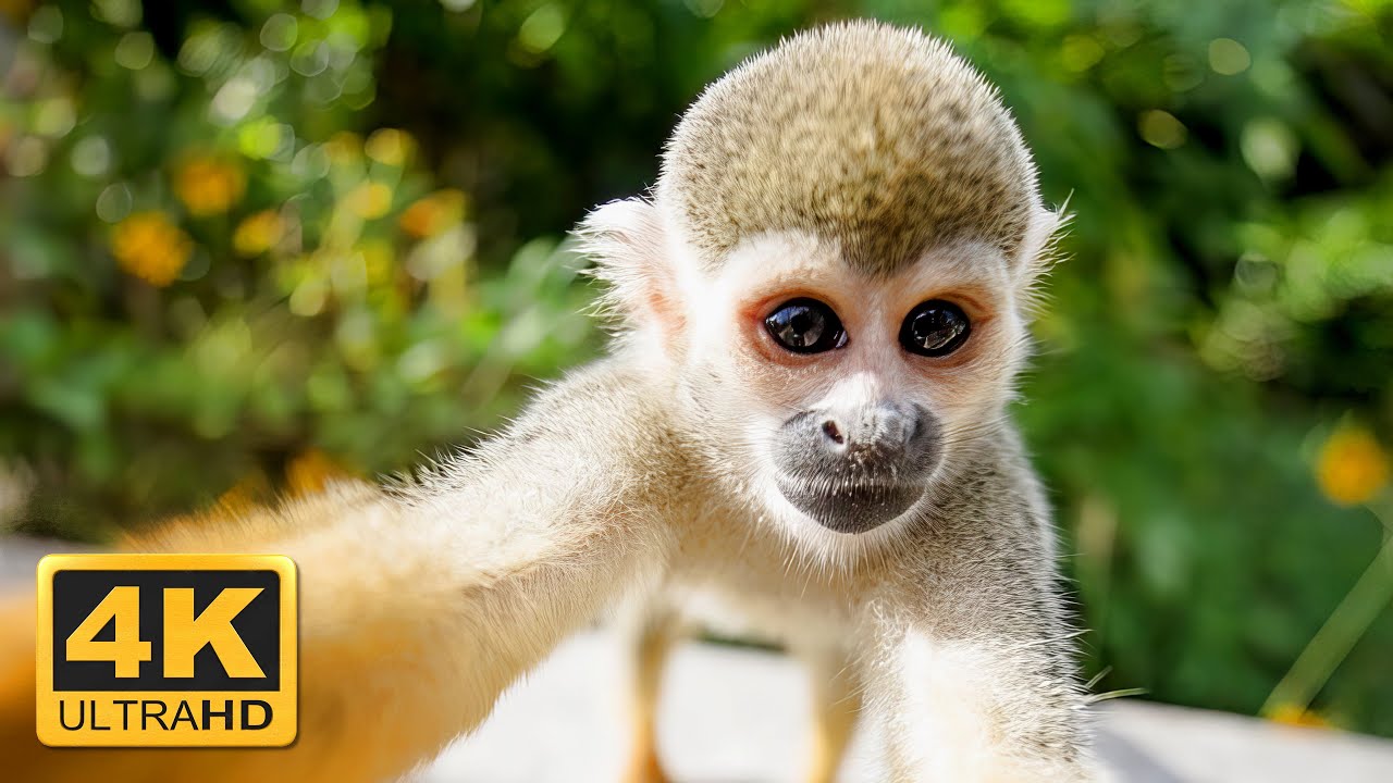 Monkeyland Punta Cana Tour | Runners Adventures | Higüey Dominican Republic