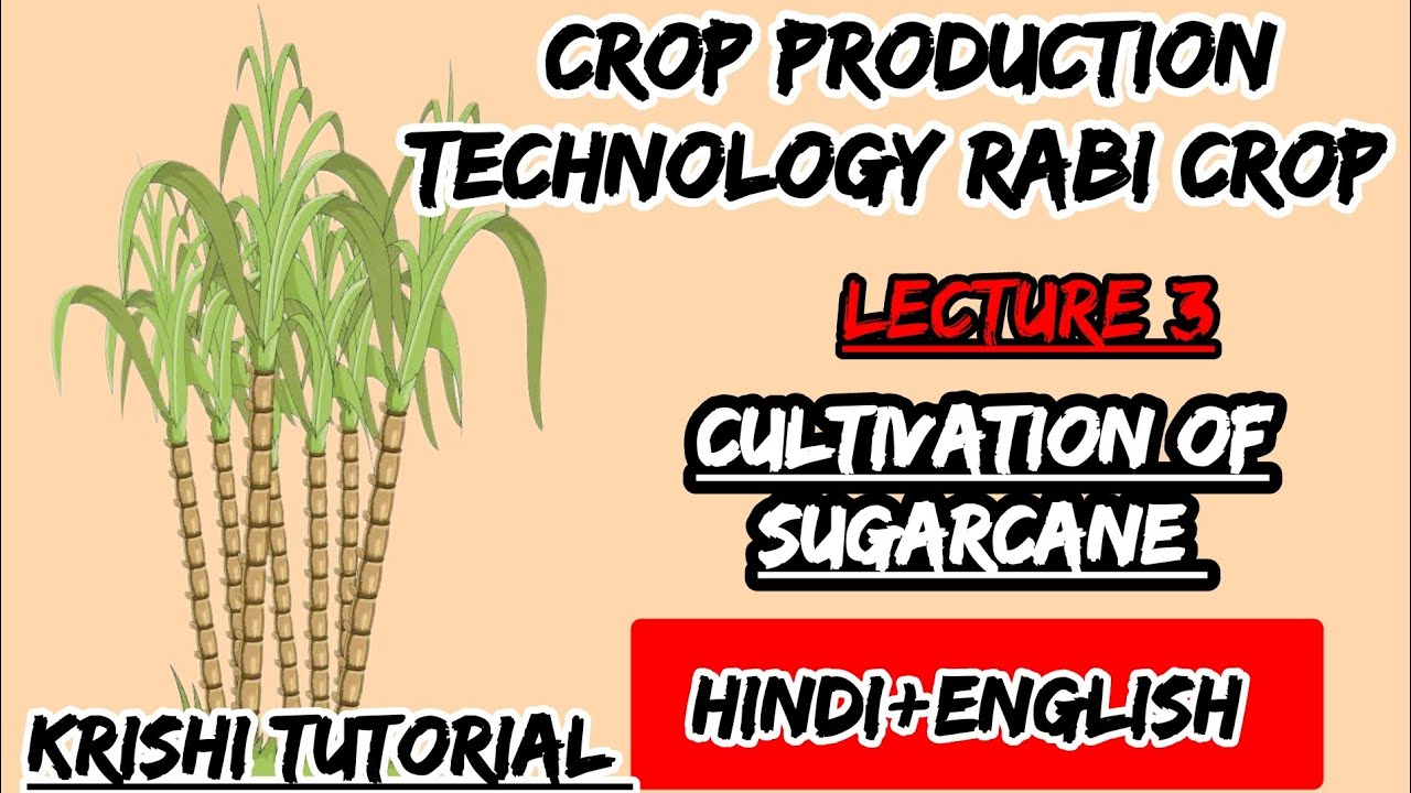 CROP PRODUCTION TECHNOLOGY RABI CROP | Lecture 3 | Sugarcane | गन्ना | KrishiTutorial | Vikash Patel