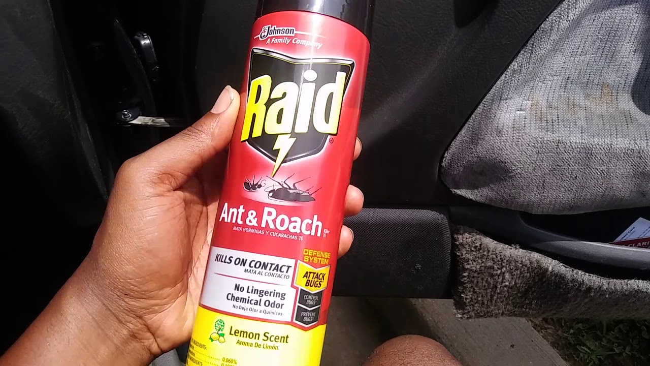 How To Get Rid Of Ants In Your Car 3 Steps (my experience)