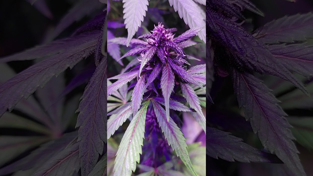 Nukeheads genetics are impressive AF!!!