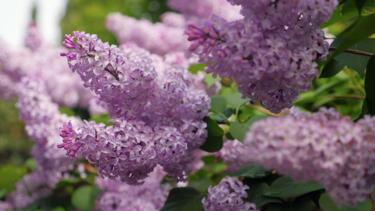 Harmas Jean-Henri Fabre