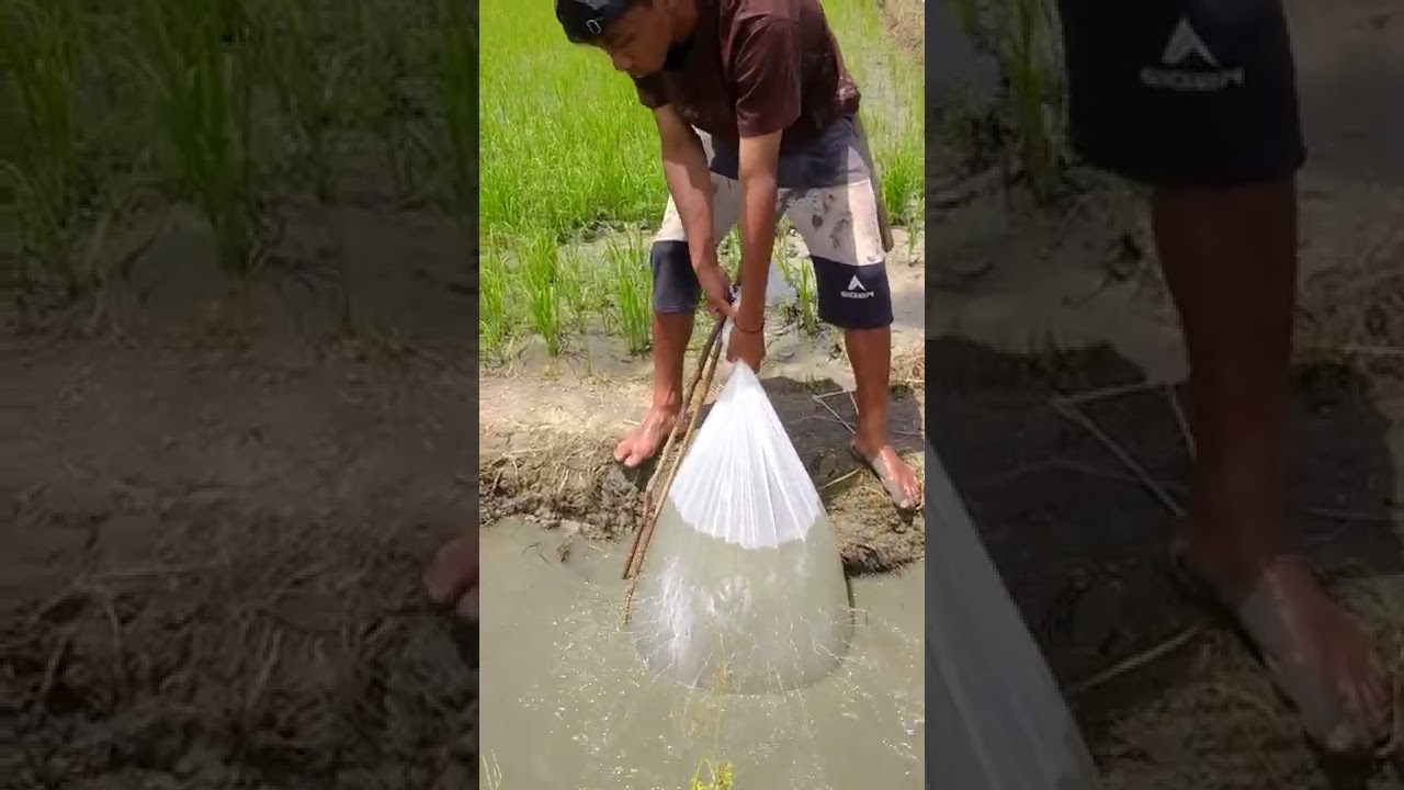 Pasang Perangkap Di Got Sawah Dapat Ikan Mujair #shorts