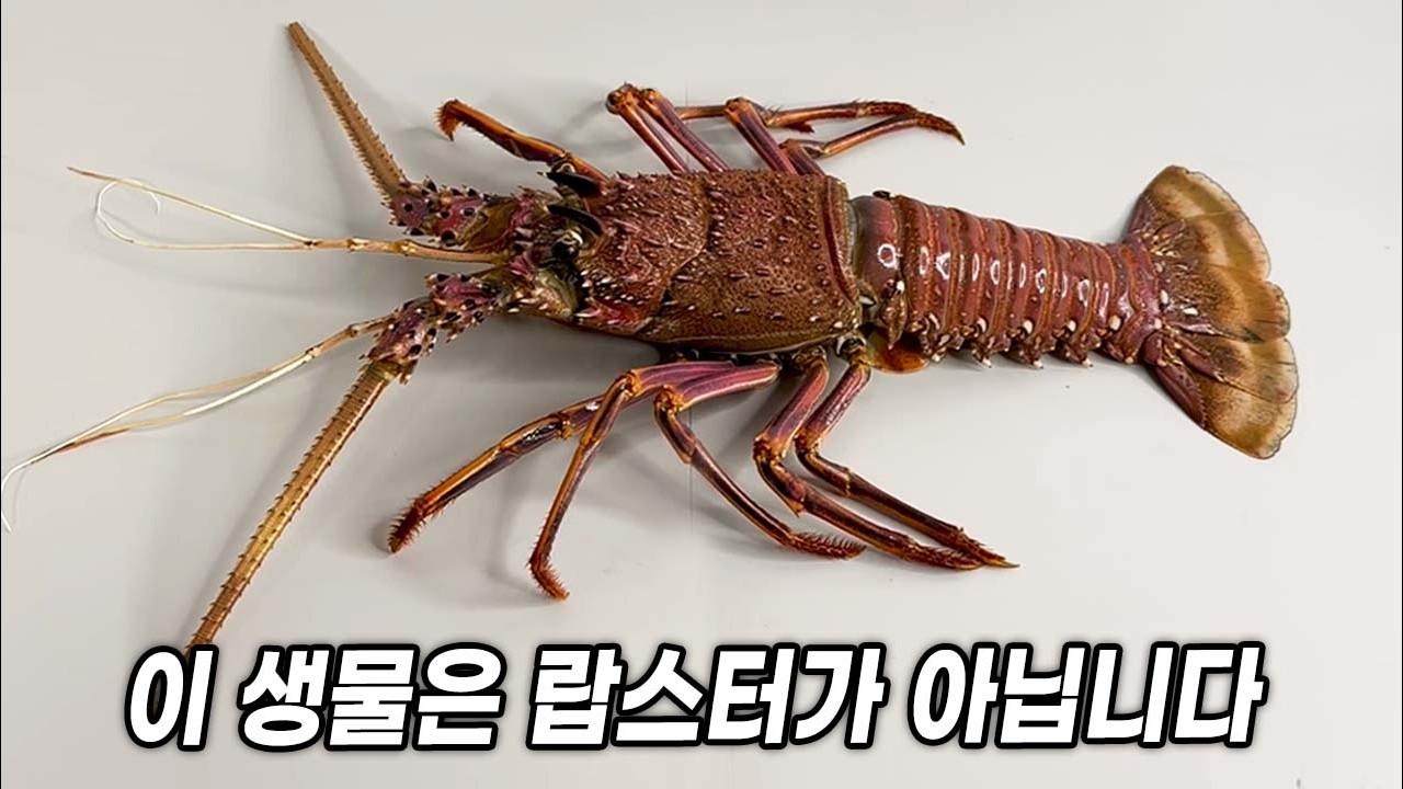 정글의법칙 그 생물.. 크레이피쉬의 진짜 정체 ㄷㄷ