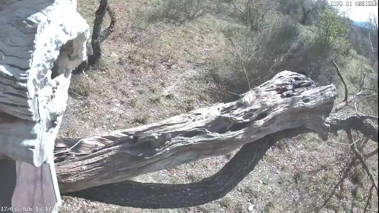 live streaming  animali Appennini umbro - marchigiano: ricci, cinghiali ,volpi istrici, lupo.