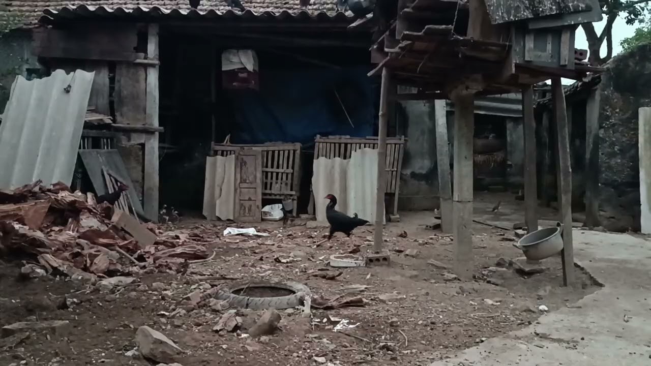 đàn gà con theo mẹ tìm chỗ ngủ
