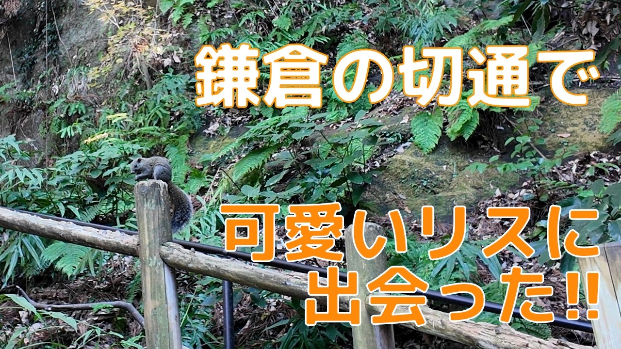 【ぶらり一人旅】鎌倉の7つの切通しを巡ったら可愛い動物に出会った。