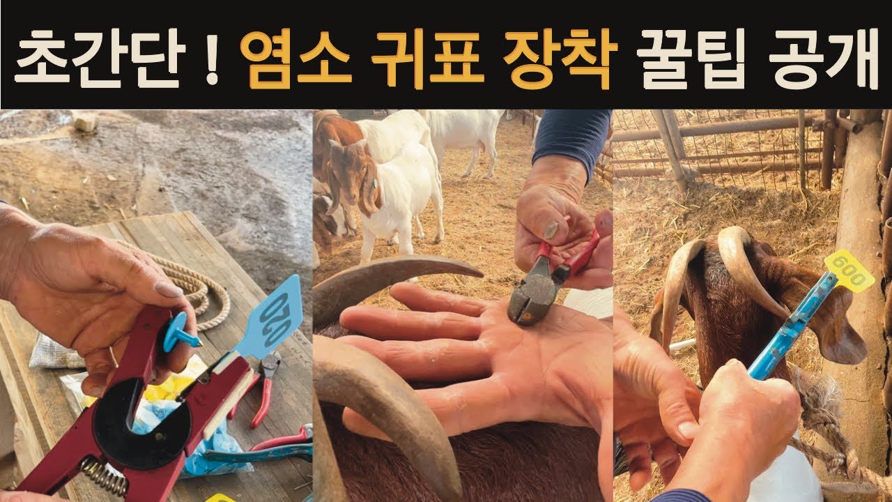 [염소 귀표(이표) 달기] 