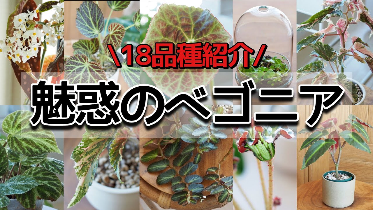 【PLANT TOUR】ベゴニアのみ・18品種紹介【2022年・秋のベゴニア特集＃2】