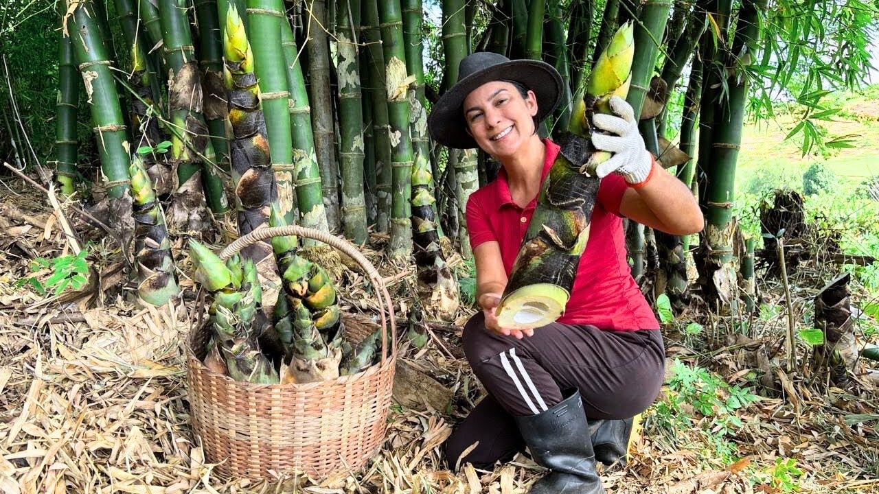 Aprenda a preparar o broto de bambu em receitas deliciosas, de dar água na boca
