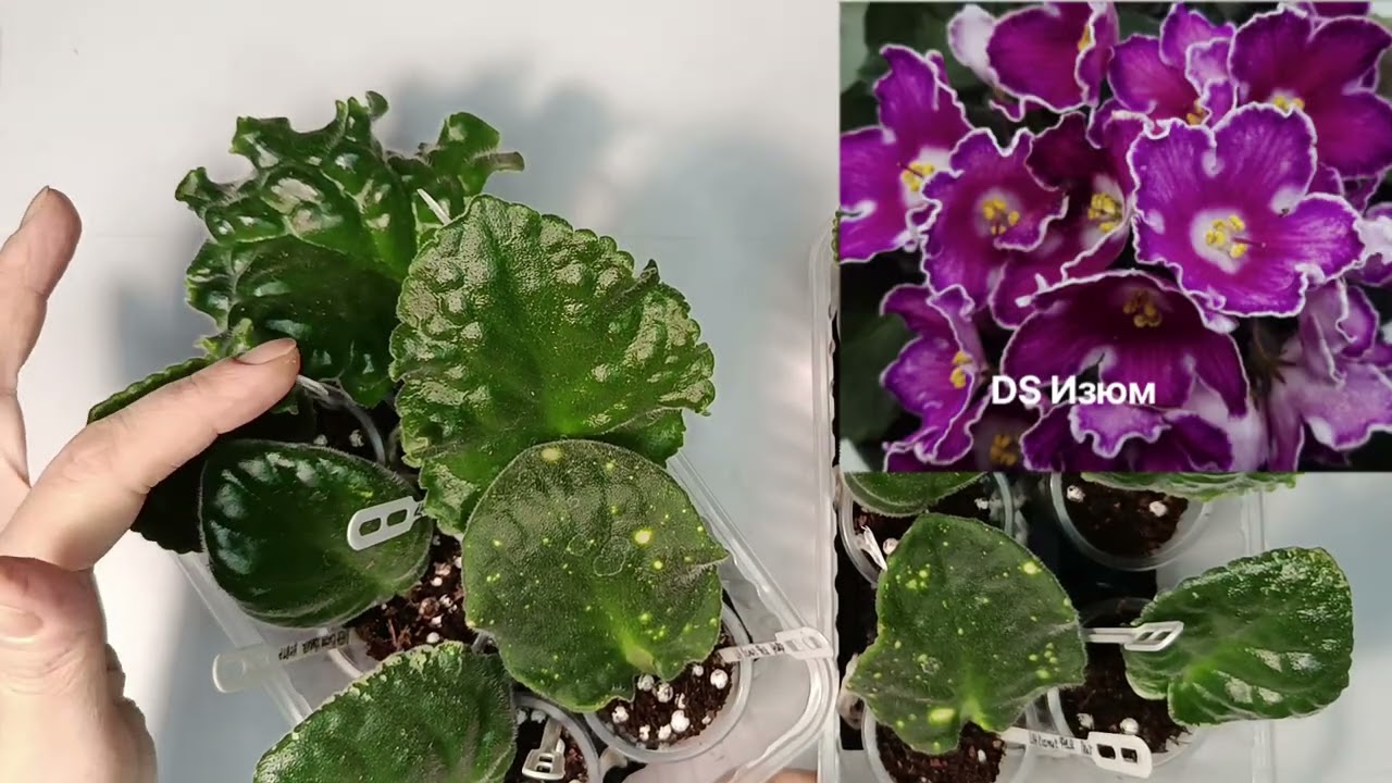 Эксперимент 1  Листики в нейтральном и питательном торфе