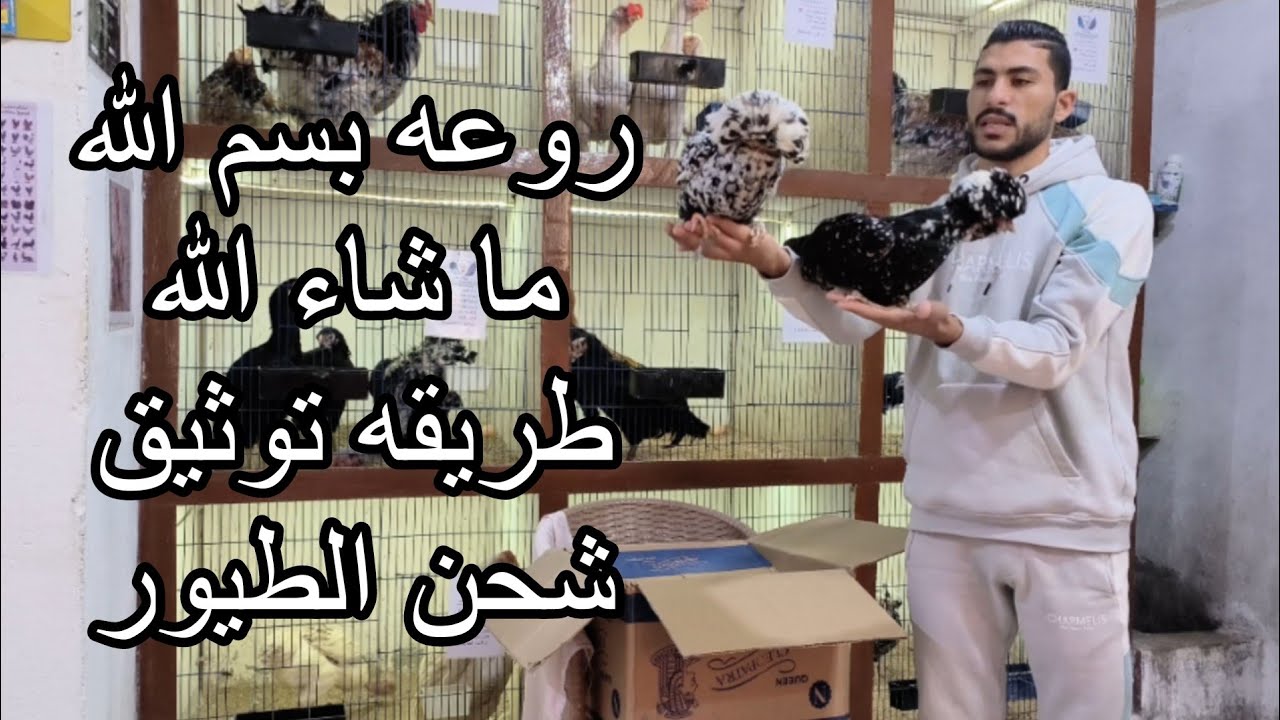 نوادر مملكة الطيور:🦅 شحن وحوش 