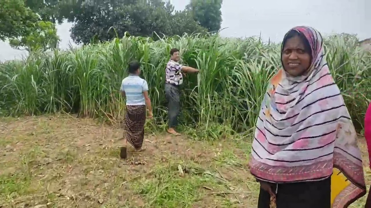 বাংলাদেশের পশু খাদ্যের শ্রেষ্ঠ ১০টি কাচাঁ ঘাস -যেটা হাঁস মুরগিও খেতে পারে। আসুন ভিডিওতে দেখি। 