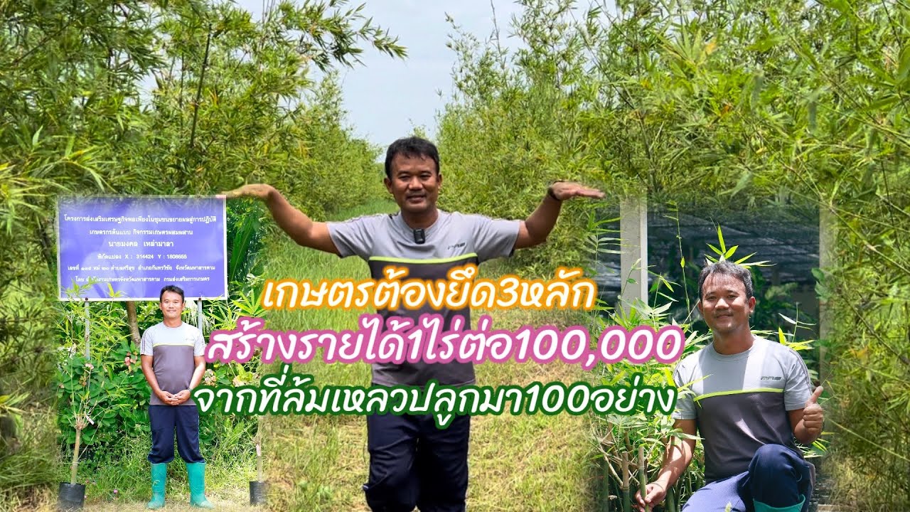 ไผ่บงหวานเพชรน้ำผึ้งพลิกชีวิต รวมทุกเบอร์รวมทุกความรู้รวมทุกประสบการณ์ของไผ่บงหวานฉบับอ.มงคล