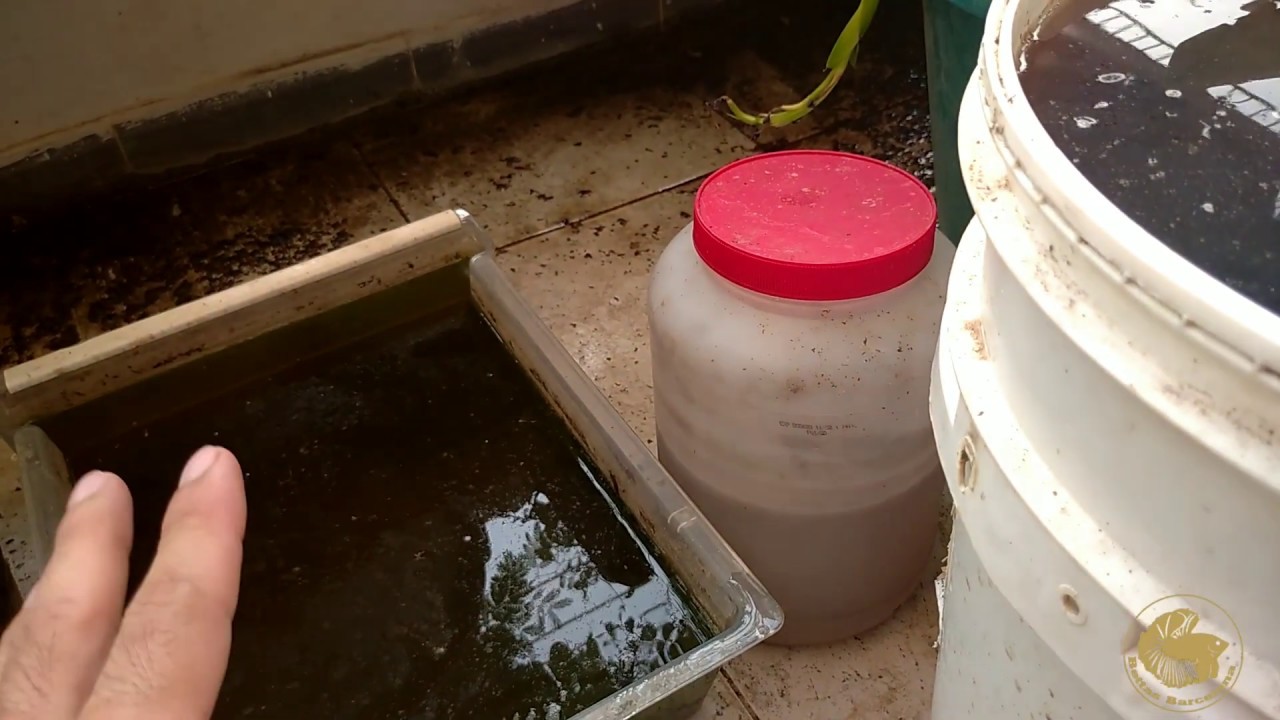 Como obtuve y logré reproducir mi cepa inicial de daphnia para alimentar Bettas