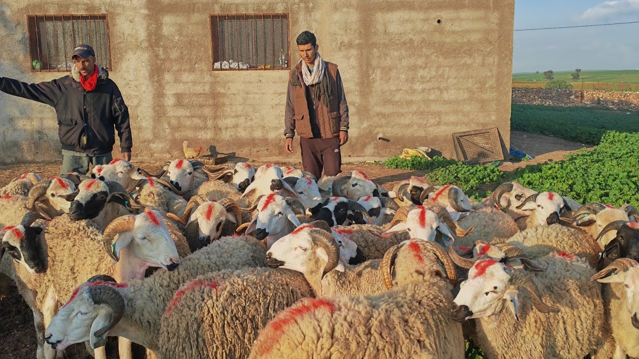 41خروف صردي للبيع نواحي اولاد بوزيري التواصل مع عبدالمجيد 0777243067