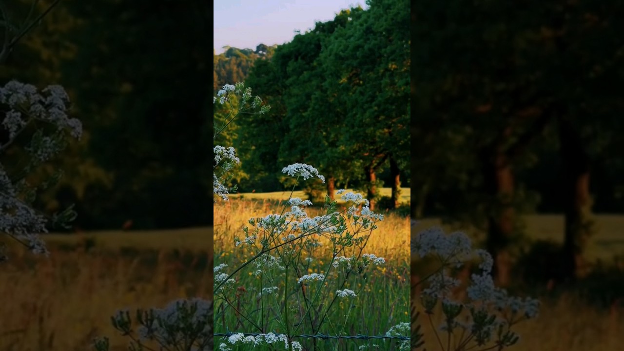Countryside Serenity: A Peaceful Escape #shorts #trending