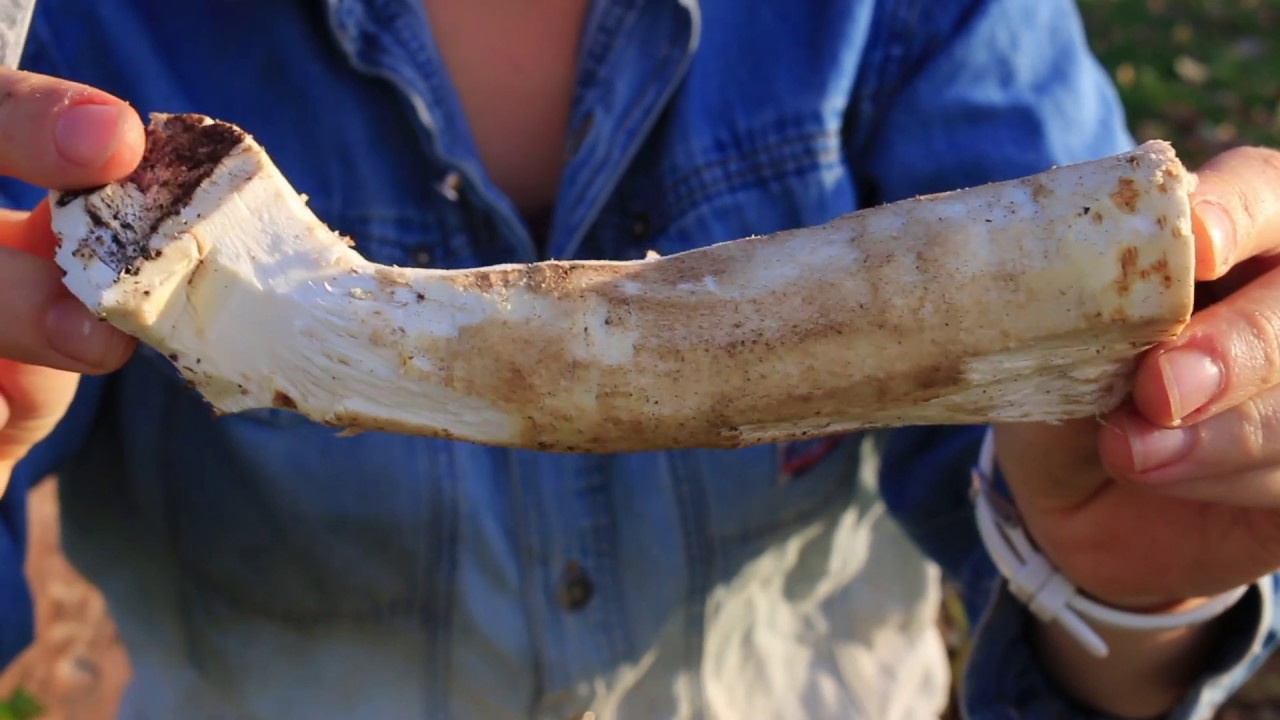 How to Harvest & Prepare Horseradish - plus its benefits! (Do you know how incredible it is?)