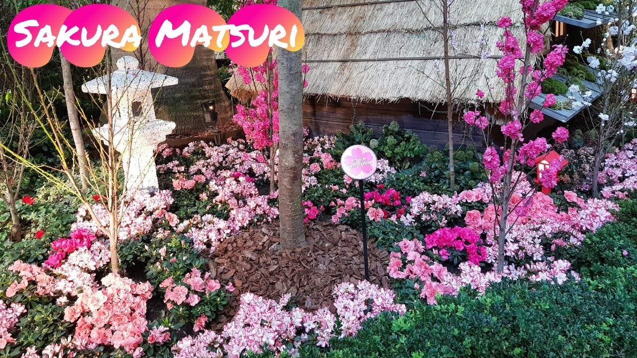 The Most Beautiful Cherry Blossom in the World | Gardens by the Bay Singapore 2020