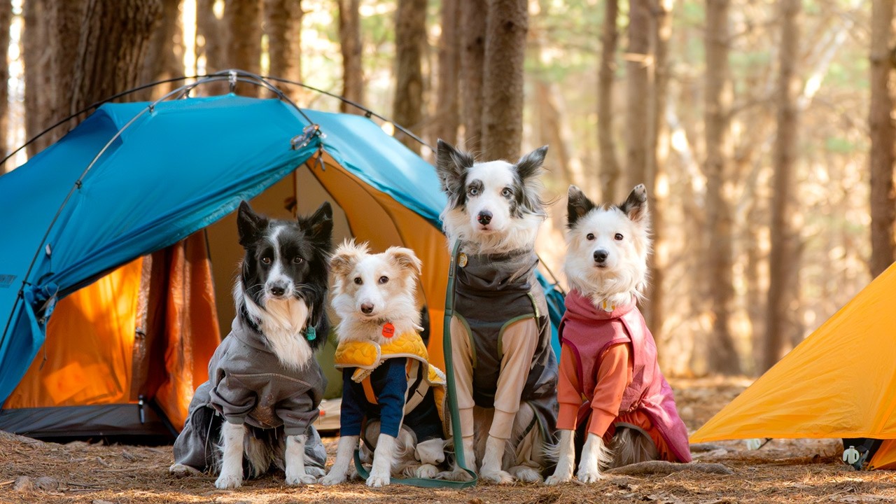 강아지랑 비밀의 숲 백패킹🌲하루종일 놀기만하는 보더콜리 넷 backpacking with dogs