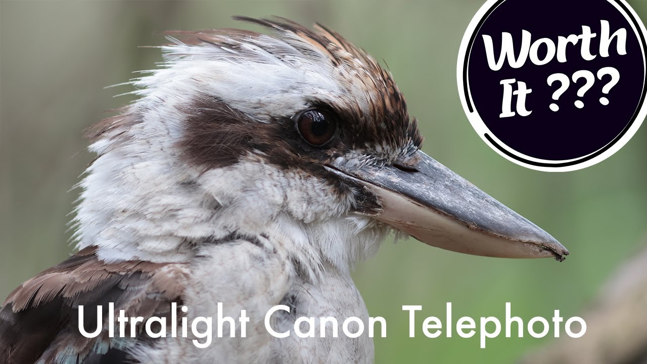 Canon EF 300mm f4 L IS Review - Ancient, But Still Capable Lens?