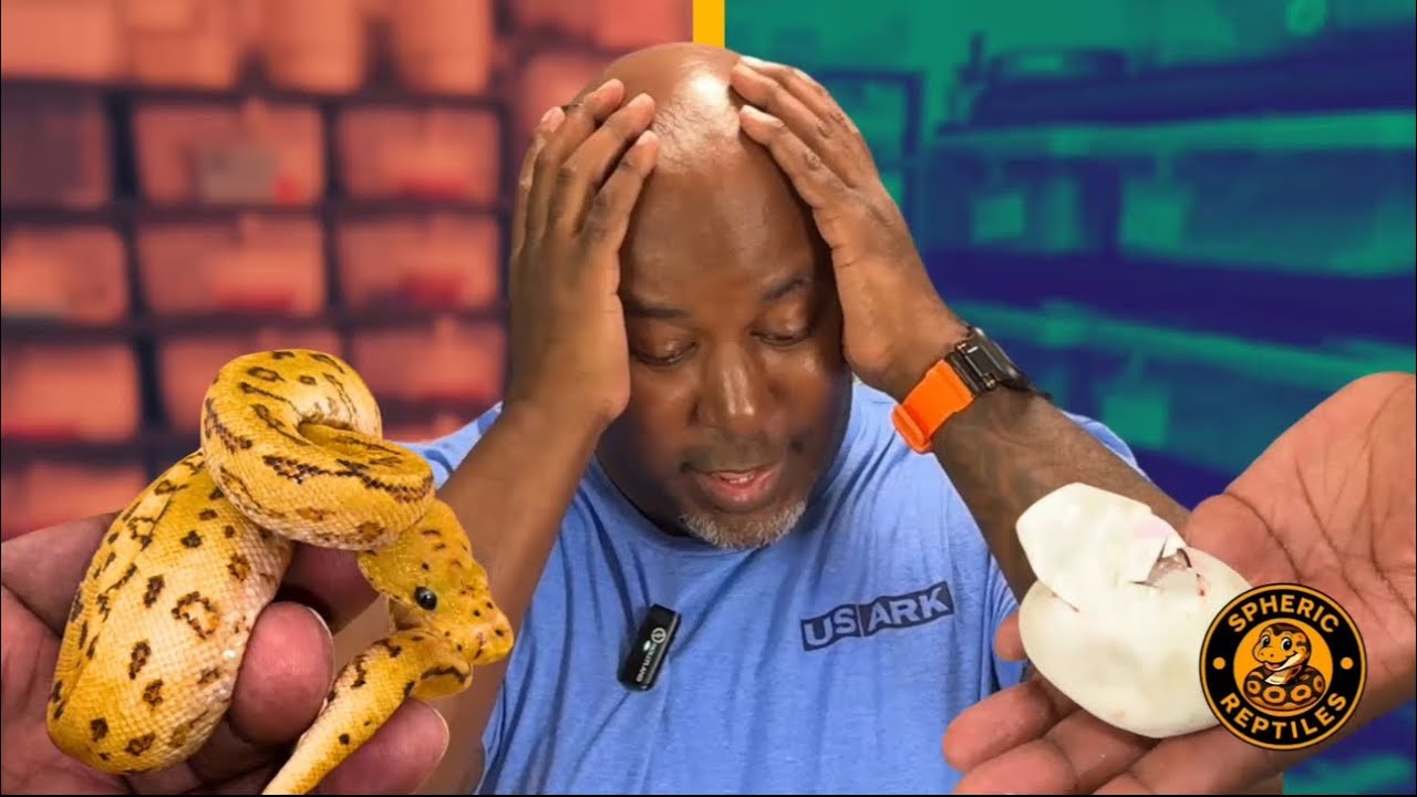 Reptile Keeping vs. Reptile Breeding | Egg Cutting & The Real Costs of Breeding Ball Pythons