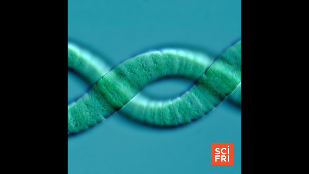 Stressed About The World? Take A Cue From Cyanobacteria