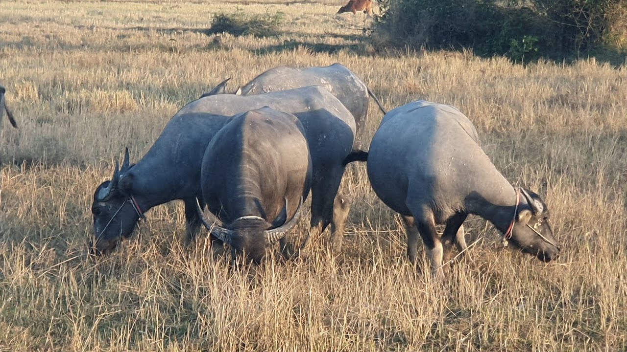 buffaloes do  eat grass /🐃🐃🐃 Buffalo🐃🐃