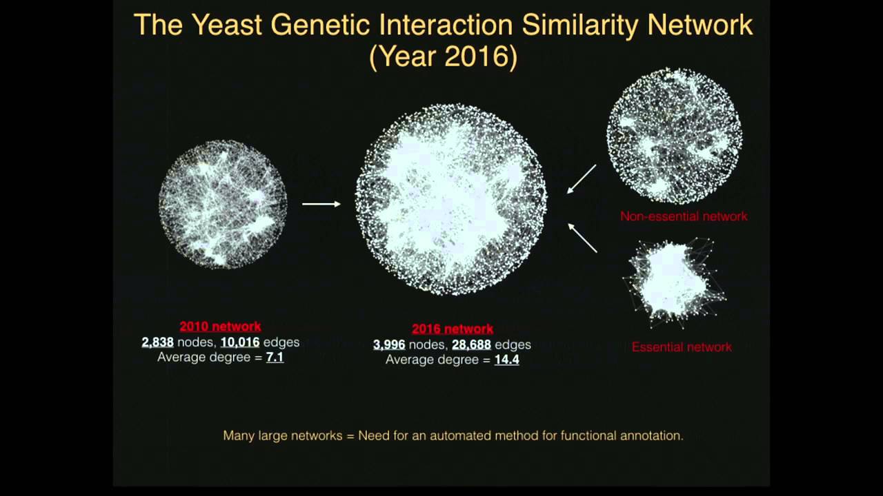 Systematic Functional Annotation of the 2016 Yeast Genetic Interaction Network