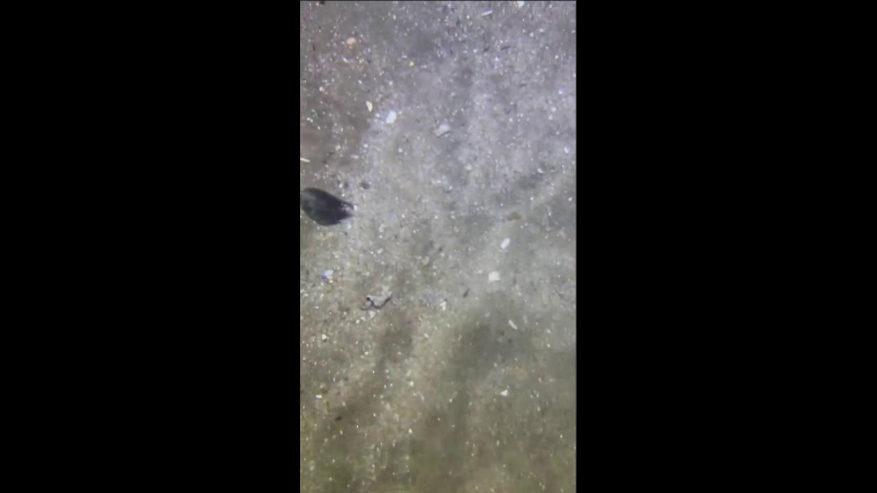 CATCHING SEAFOOD FROM THE SEABED LIVE 8